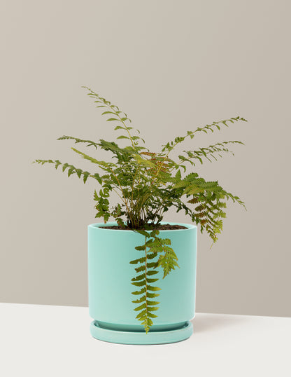 Cinnamon Fern