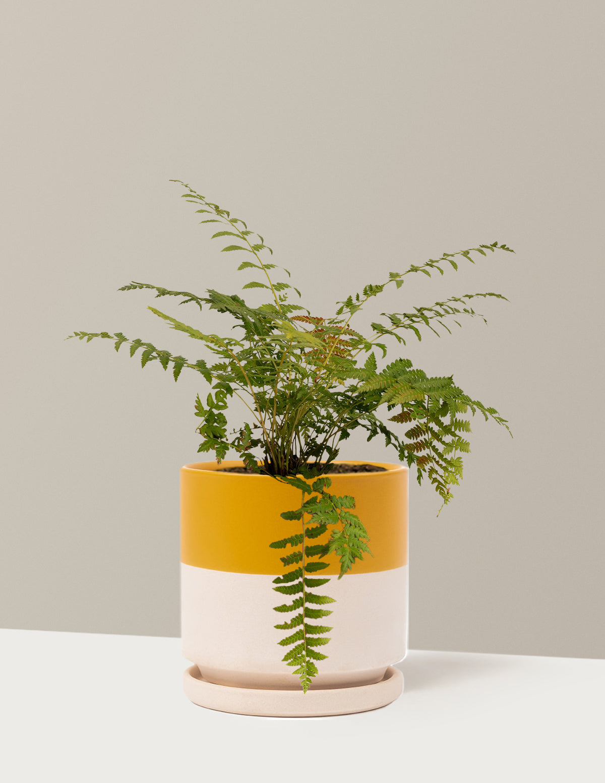 bundle | 1 Gallon - Single | Isabella | Top Half Mustard