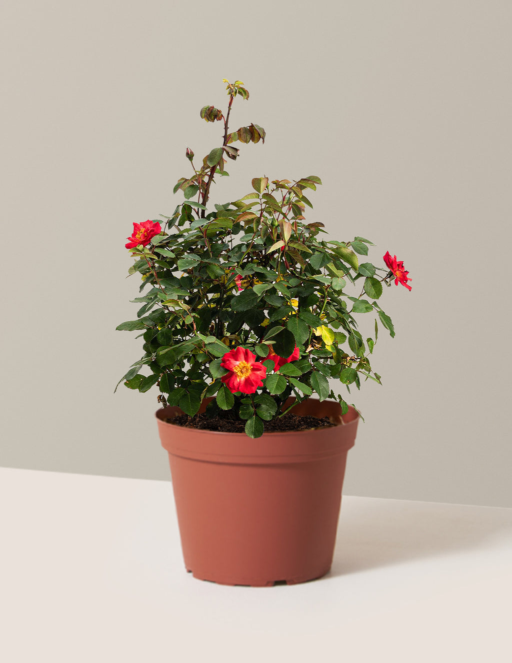 bundle | 2 Gallon | Grow Pot