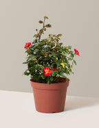 bundle | 2 Gallon | Grow Pot