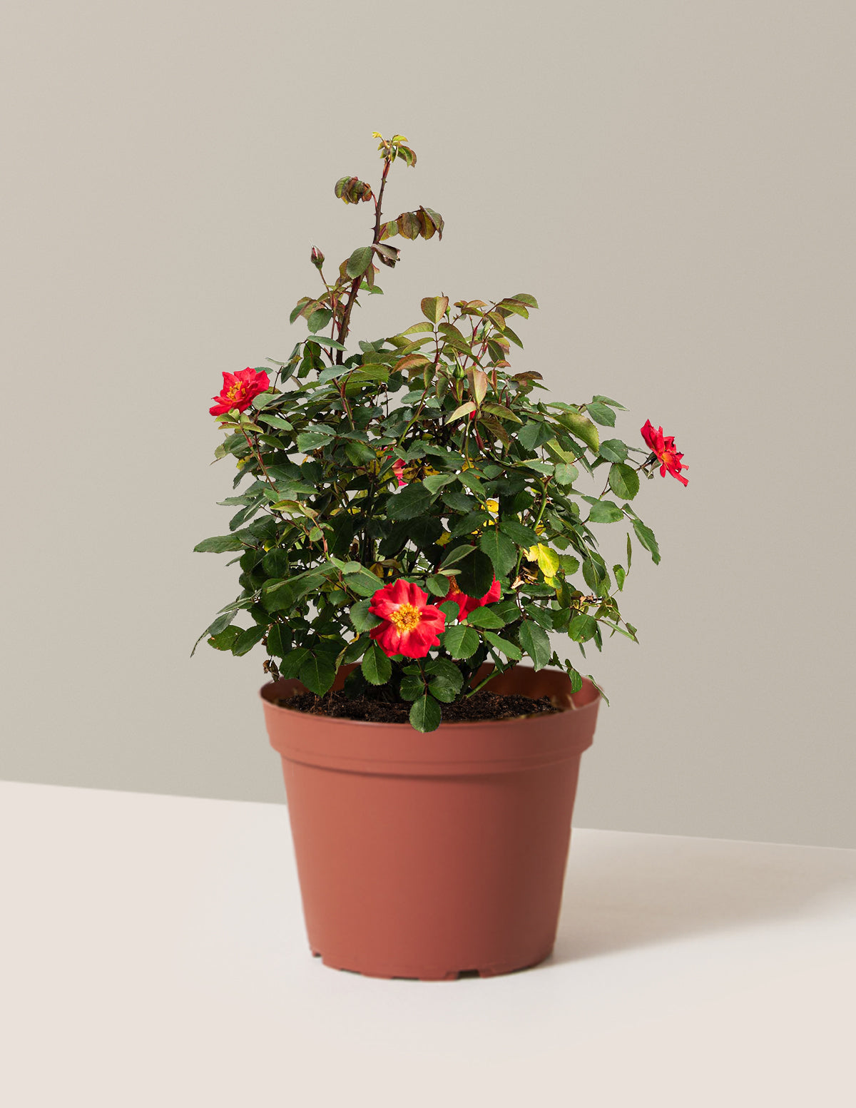 bundle | 2 Gallon | Grow Pot