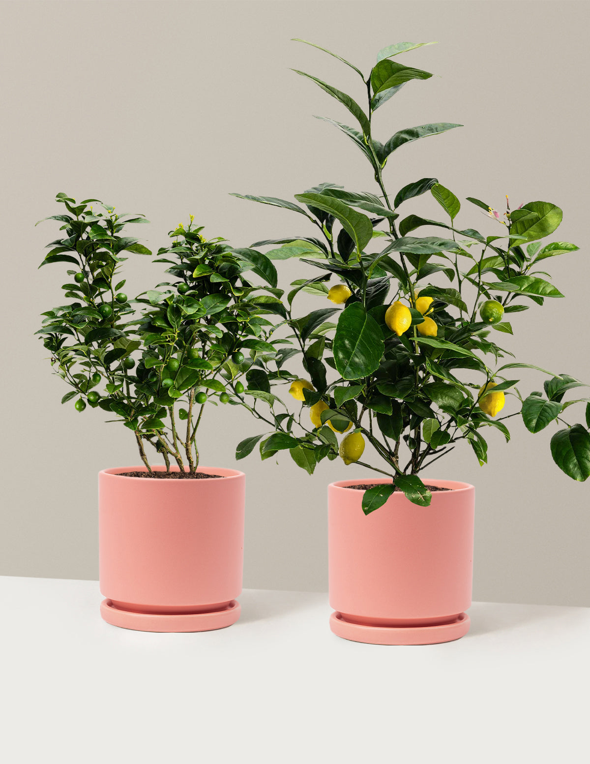 Citrus Lovers Bundle