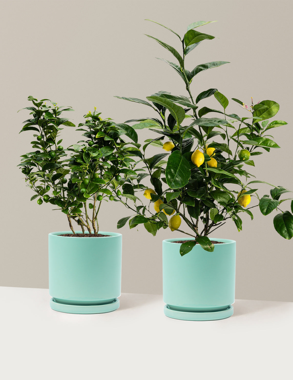 Citrus Lovers Bundle