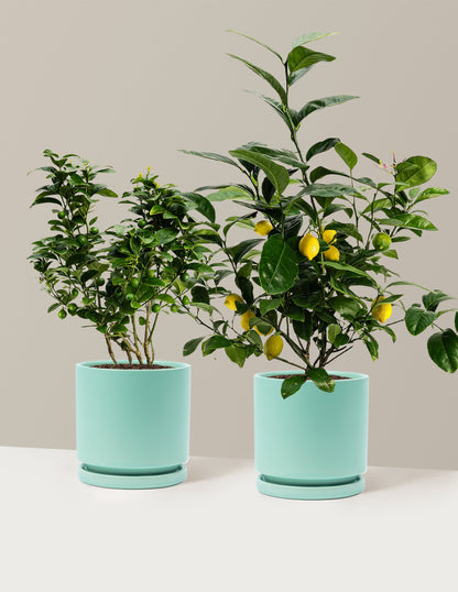 Citrus Lovers Bundle