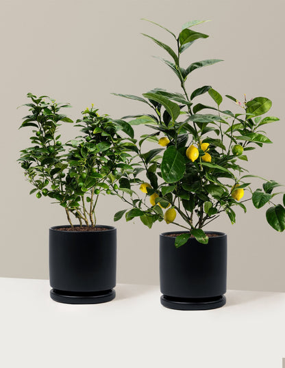 Citrus Lovers Bundle