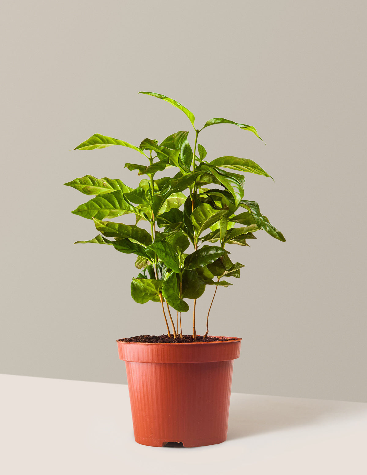 Arabica Coffee Plant
