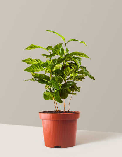 Arabica Coffee Plant