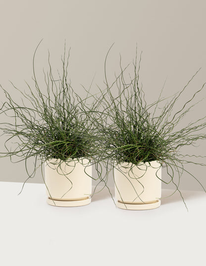 ColorGrass® Twister
