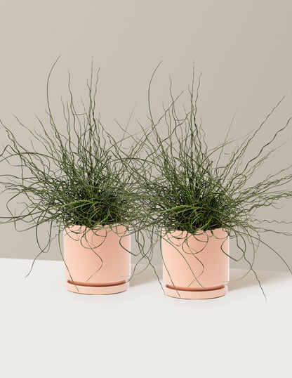 ColorGrass® Twister
