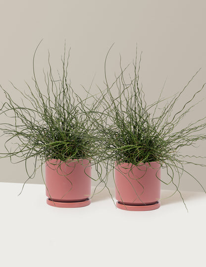 ColorGrass® Twister