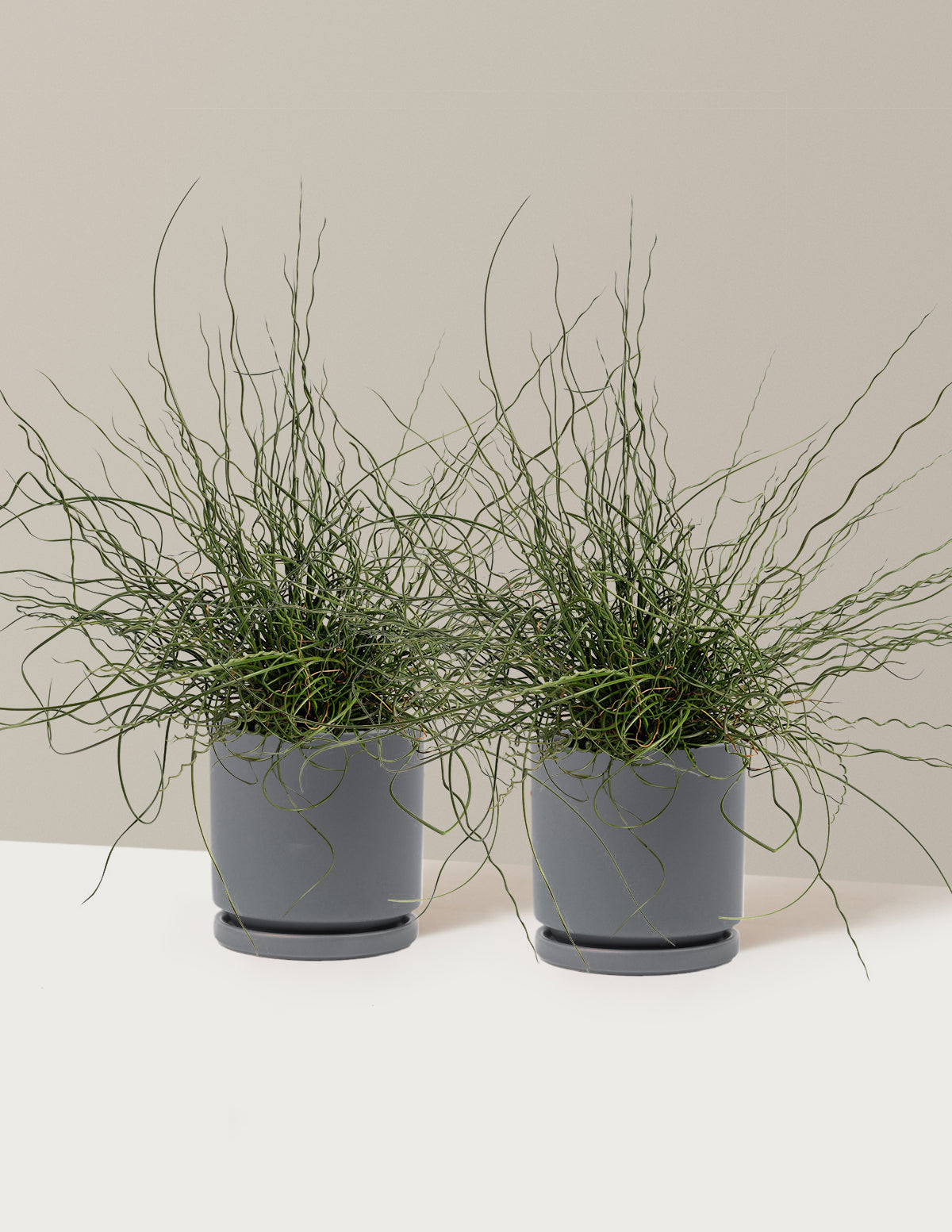 ColorGrass® Twister