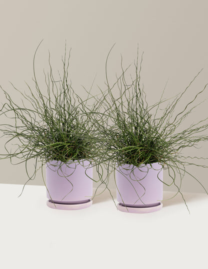 ColorGrass® Twister