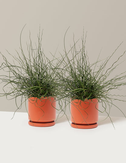 ColorGrass® Twister