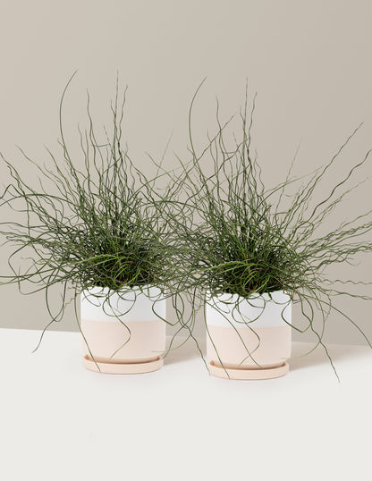 ColorGrass® Twister
