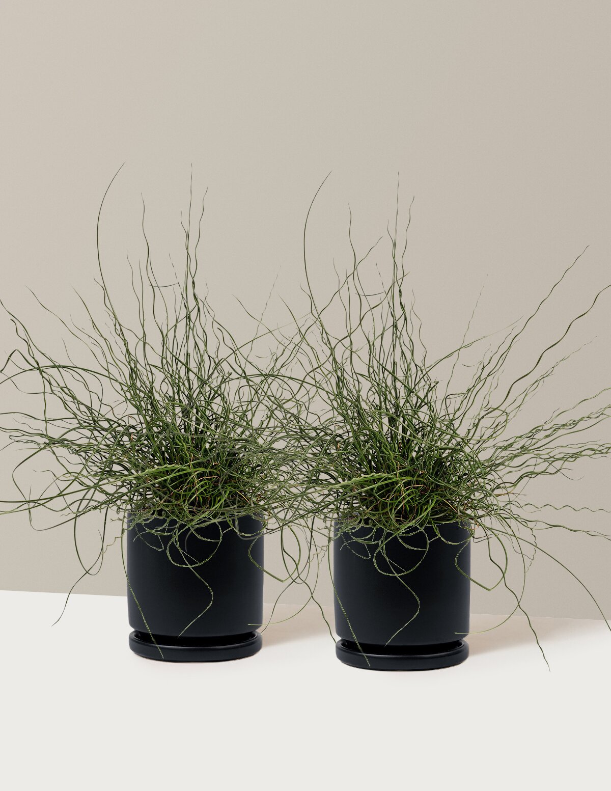 ColorGrass® Twister