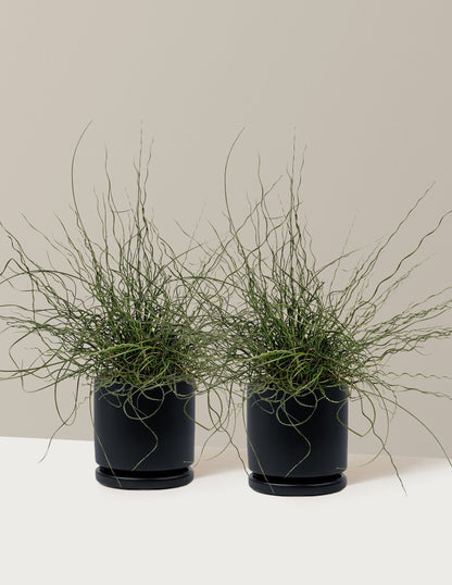 ColorGrass® Twister