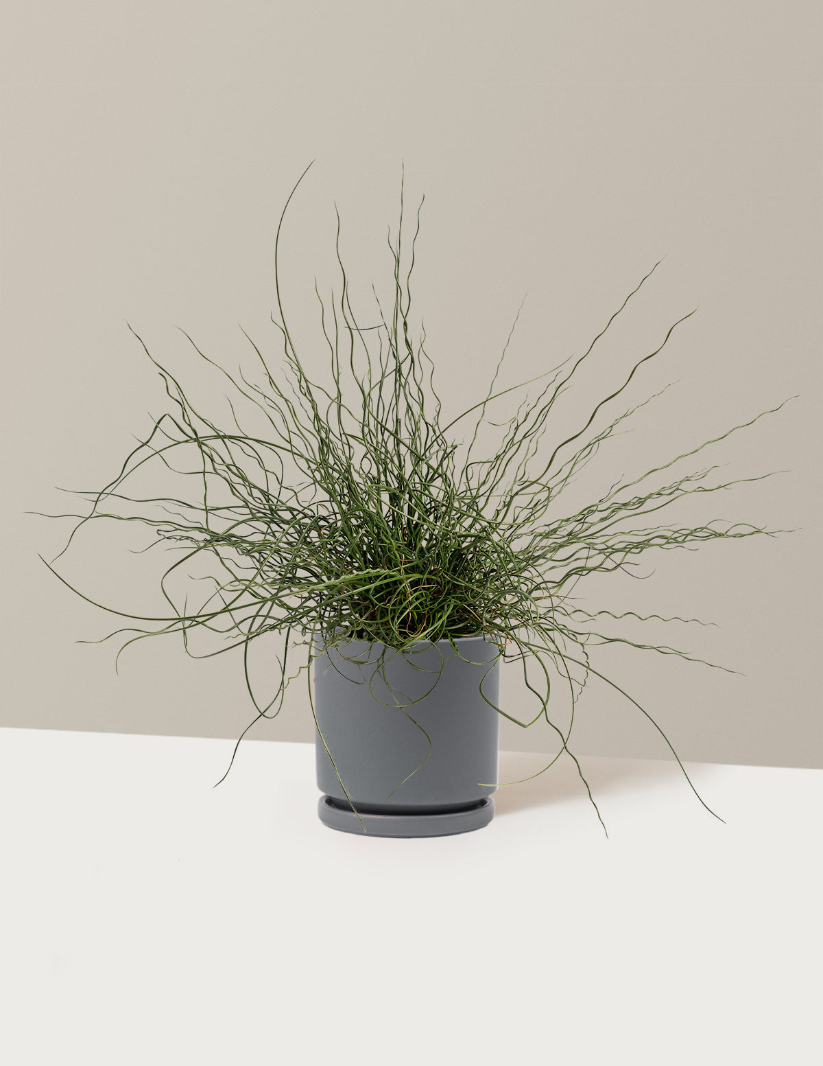 ColorGrass® Twister