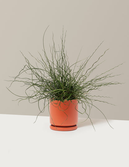 ColorGrass® Twister