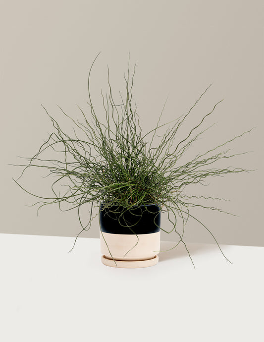 ColorGrass® Twister
