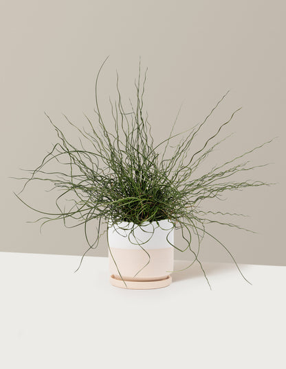 ColorGrass® Twister