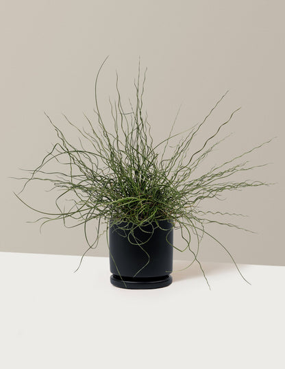 ColorGrass® Twister