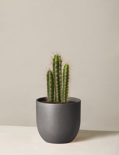 silly succulent columnar cactus Column Cactus | Houseplants for Delivery