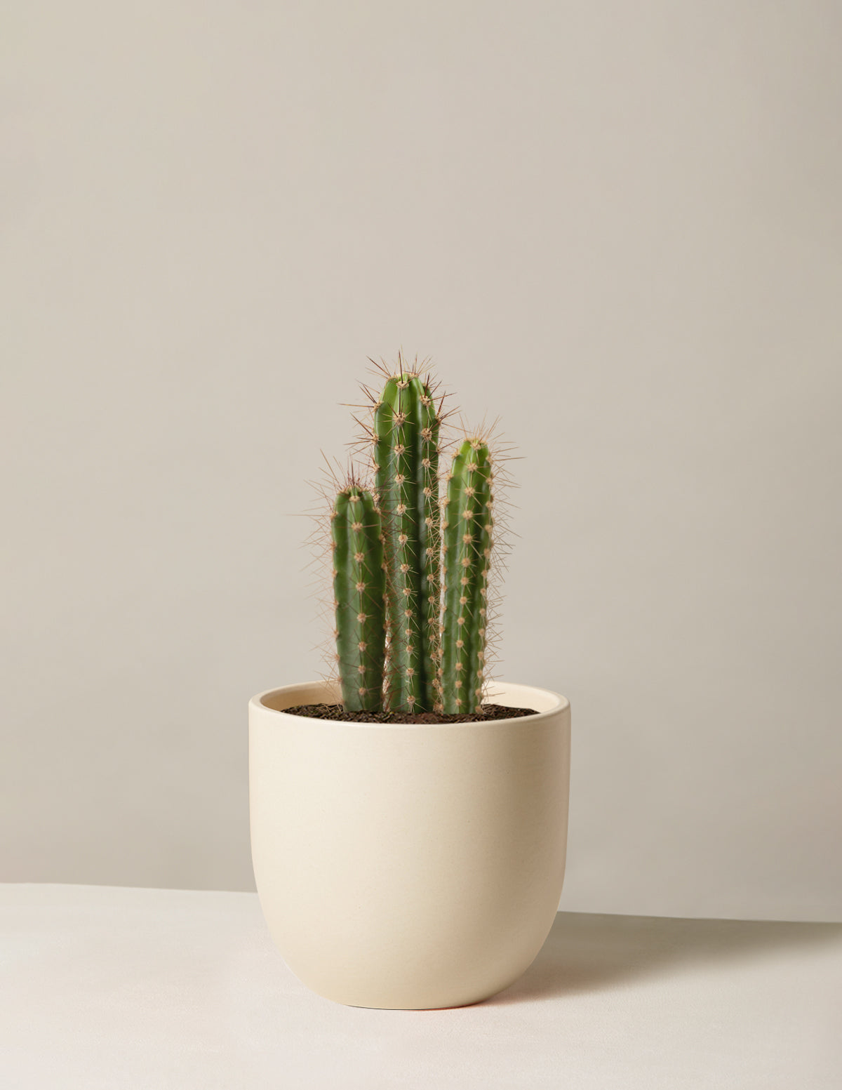 Mini Column Cactus Column Cactus | Houseplants for Delivery | The Sill