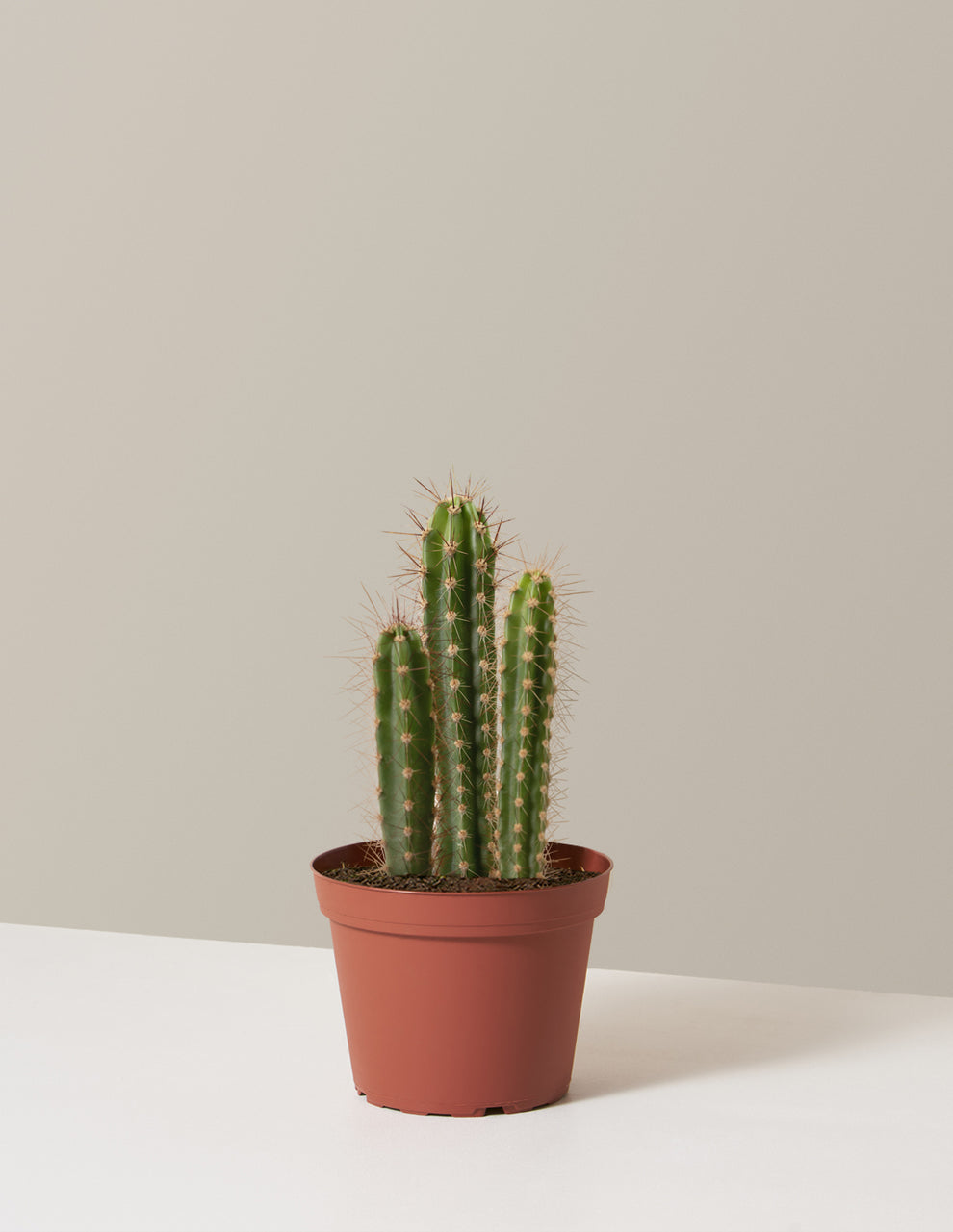 Mini Column Cactus Column Cactus | Houseplants for Delivery | The Sill