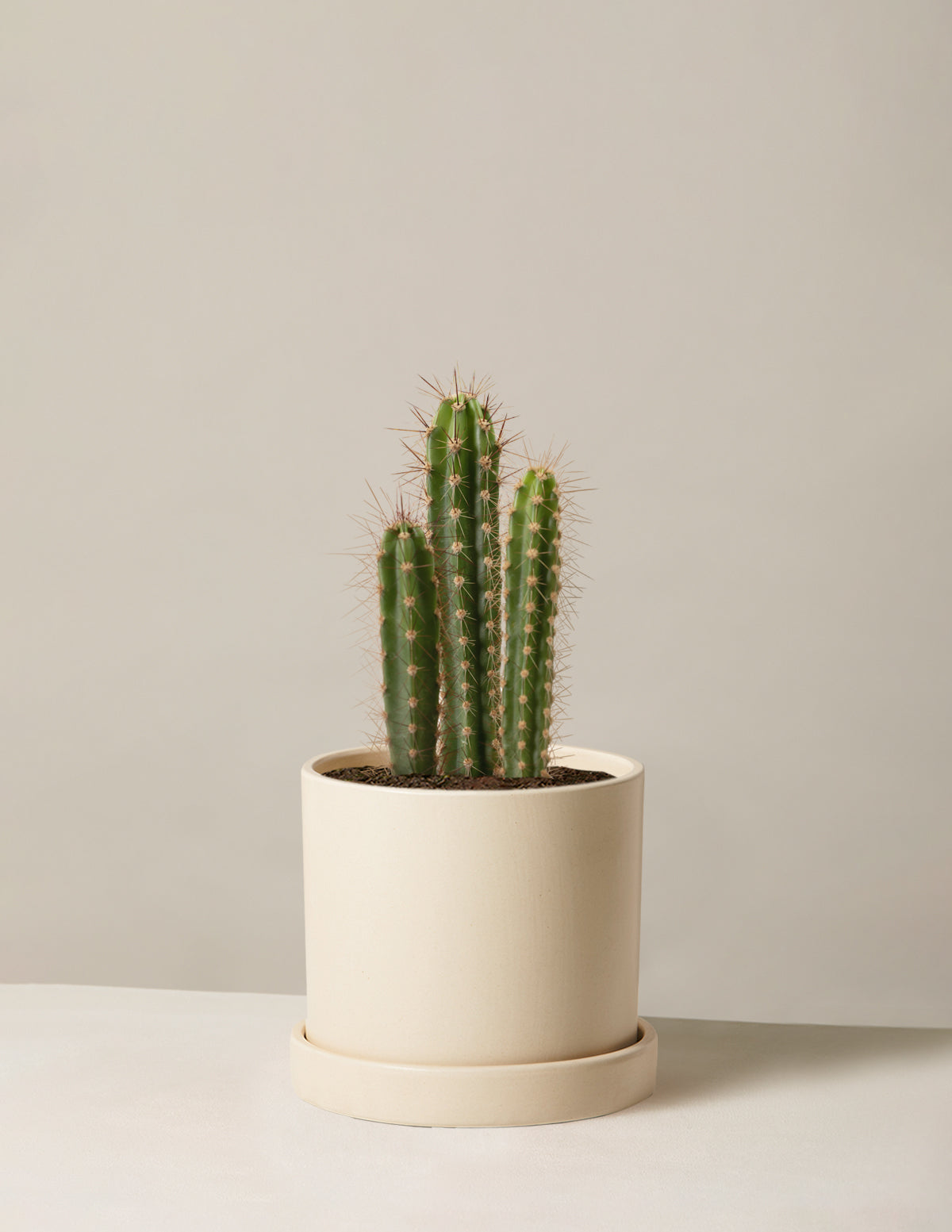 bundle | Medium | Hyde | Cream