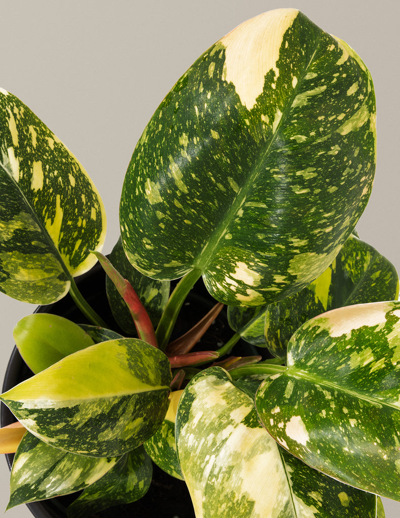 How to care for a Variegated Philodendron Congo Rojo