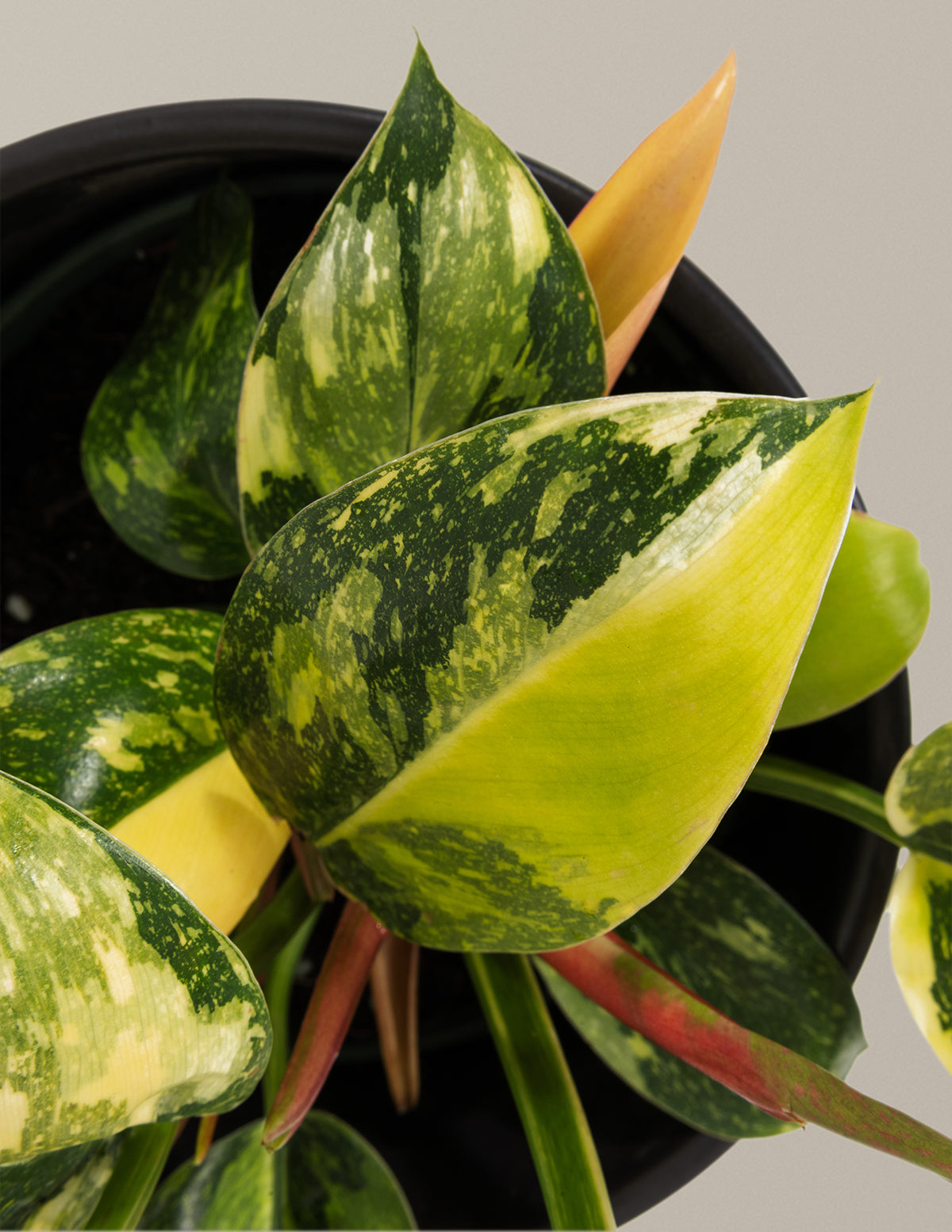 philodendron congo red yellow variegated Philodendron Congo Nuclear Houseplant with Planter - Medium (10-14" tall) Rust Planter