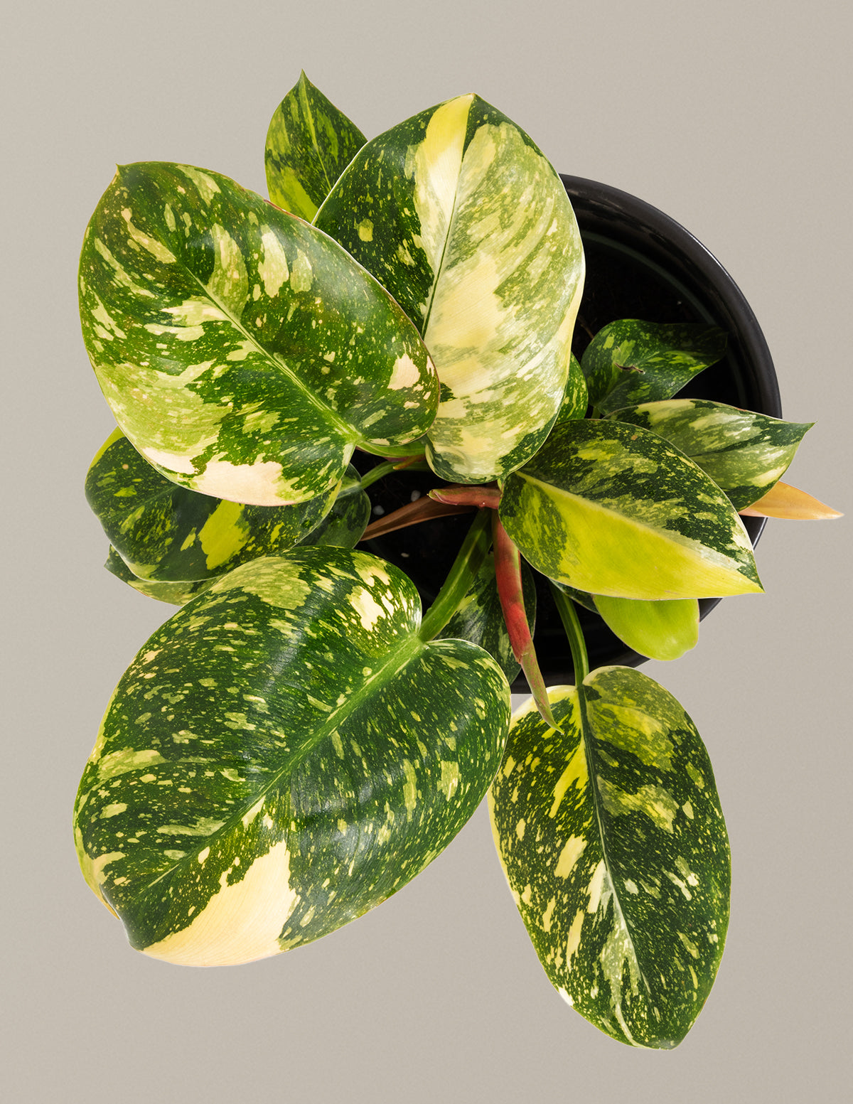 Variegated Philodendron Congo Rojo