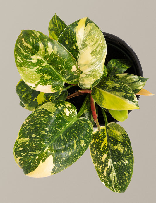 Variegated Philodendron Congo Rojo