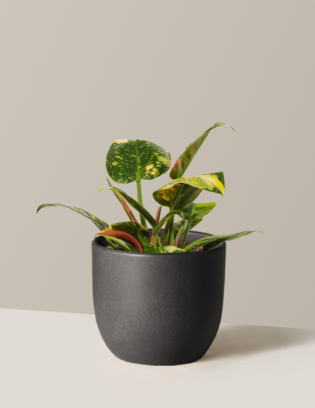 Variegated Philodendron Congo Rojo