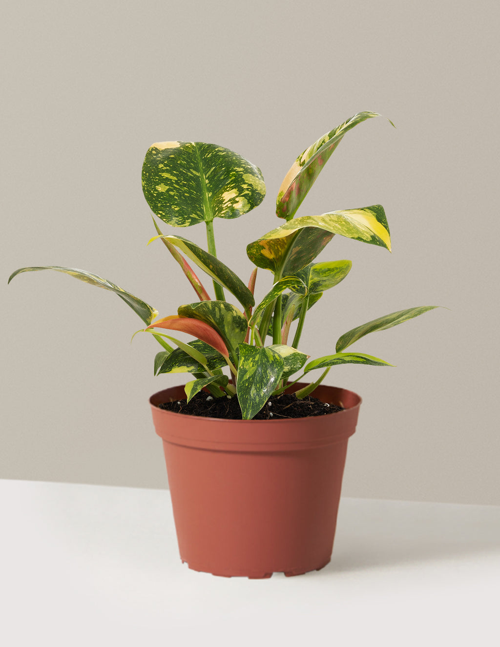 Philodendron Congo Nuclear