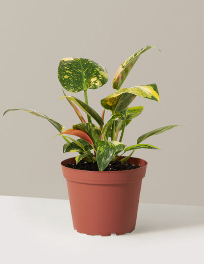 Variegated Philodendron Congo Rojo