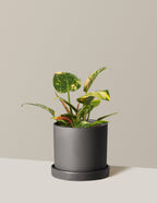 Philodendron Congo Nuclear