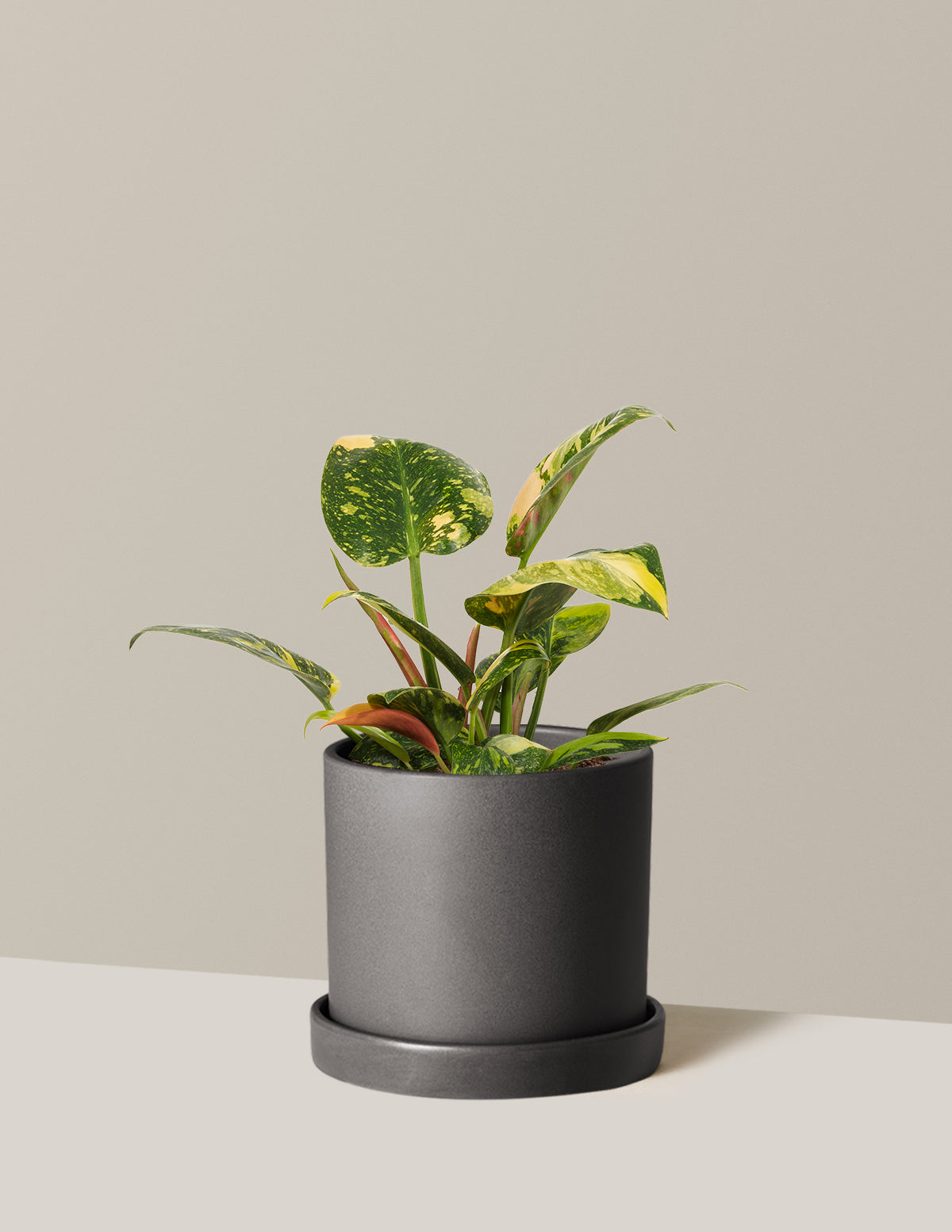 Philodendron Congo Nuclear