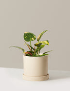 Philodendron Congo Nuclear