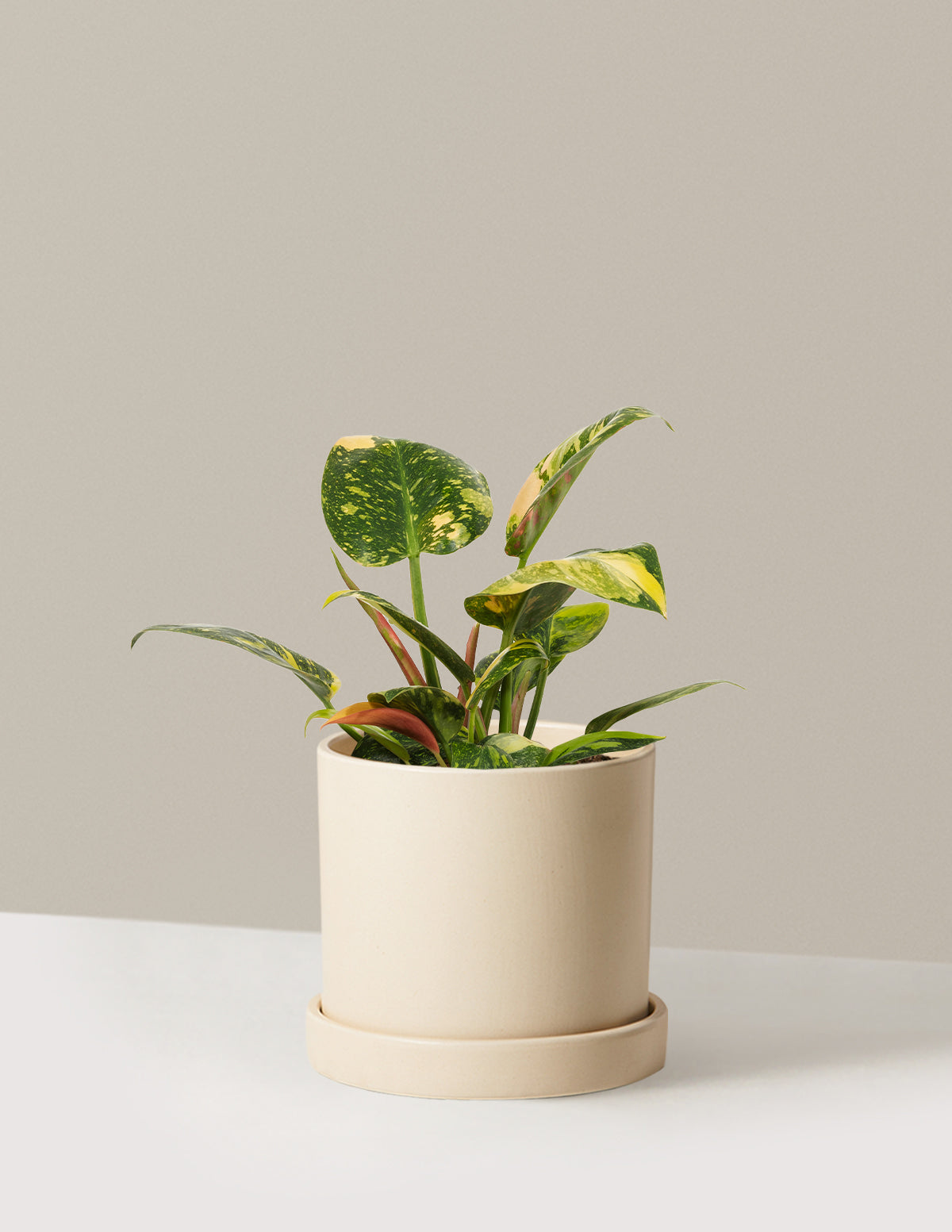 Philodendron Congo Nuclear