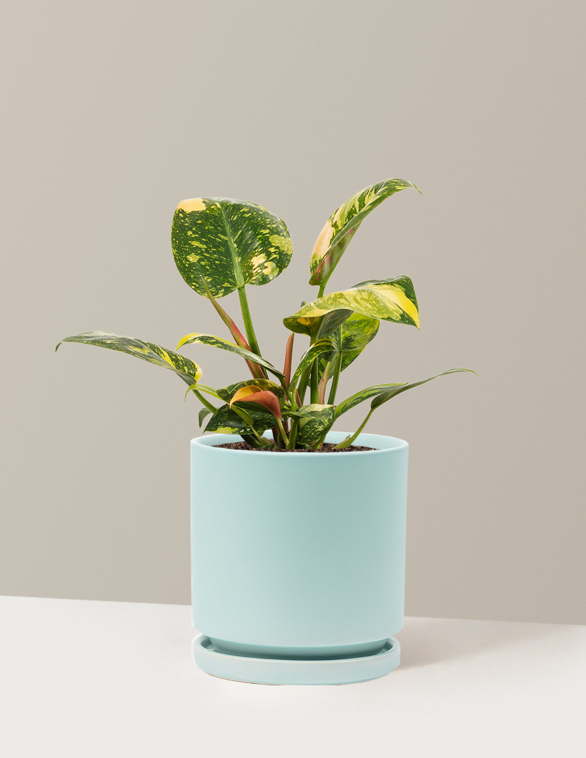 Philodendron Congo Nuclear