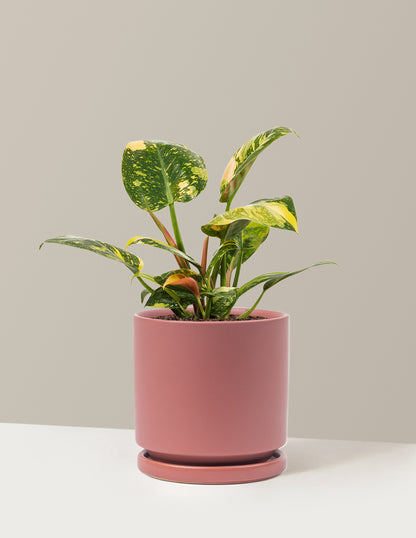 Variegated Philodendron Congo Rojo