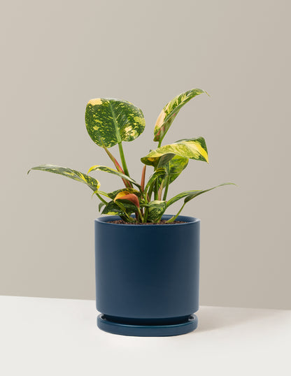 Variegated Philodendron Congo Rojo