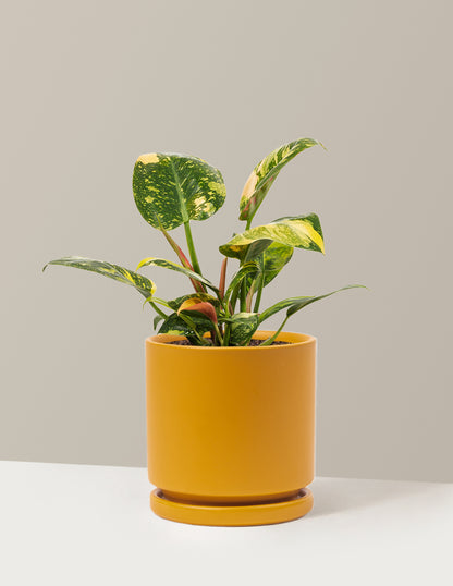 philodendron yellow congo Philodendron Congo Nuclear | Tropical Plants & Houseplants for Delivery