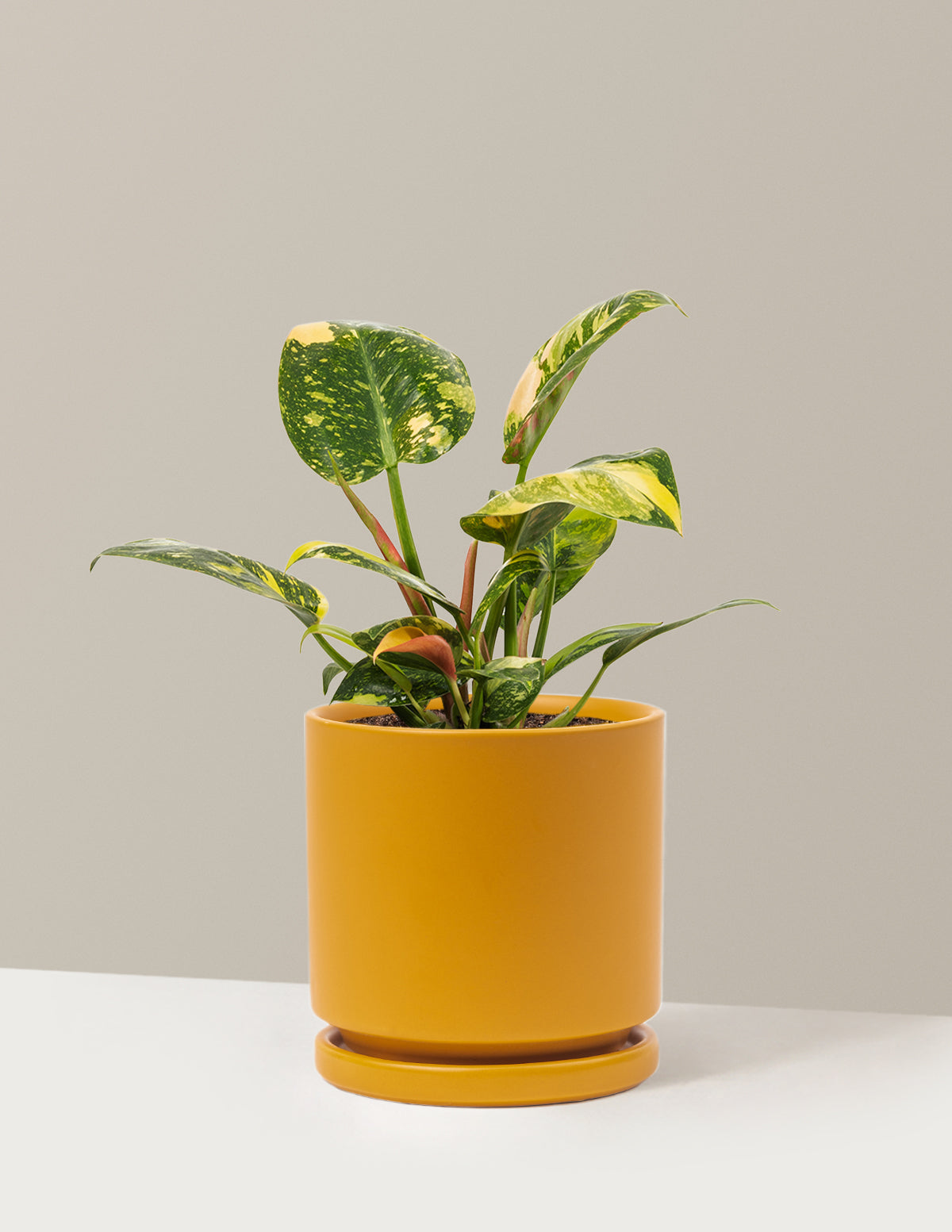 Variegated Philodendron Congo Rojo