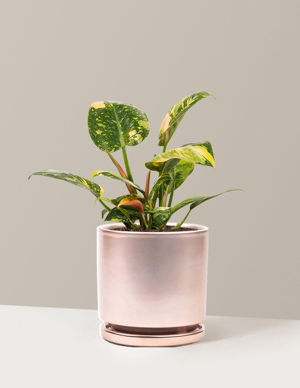 Variegated Philodendron Congo Rojo