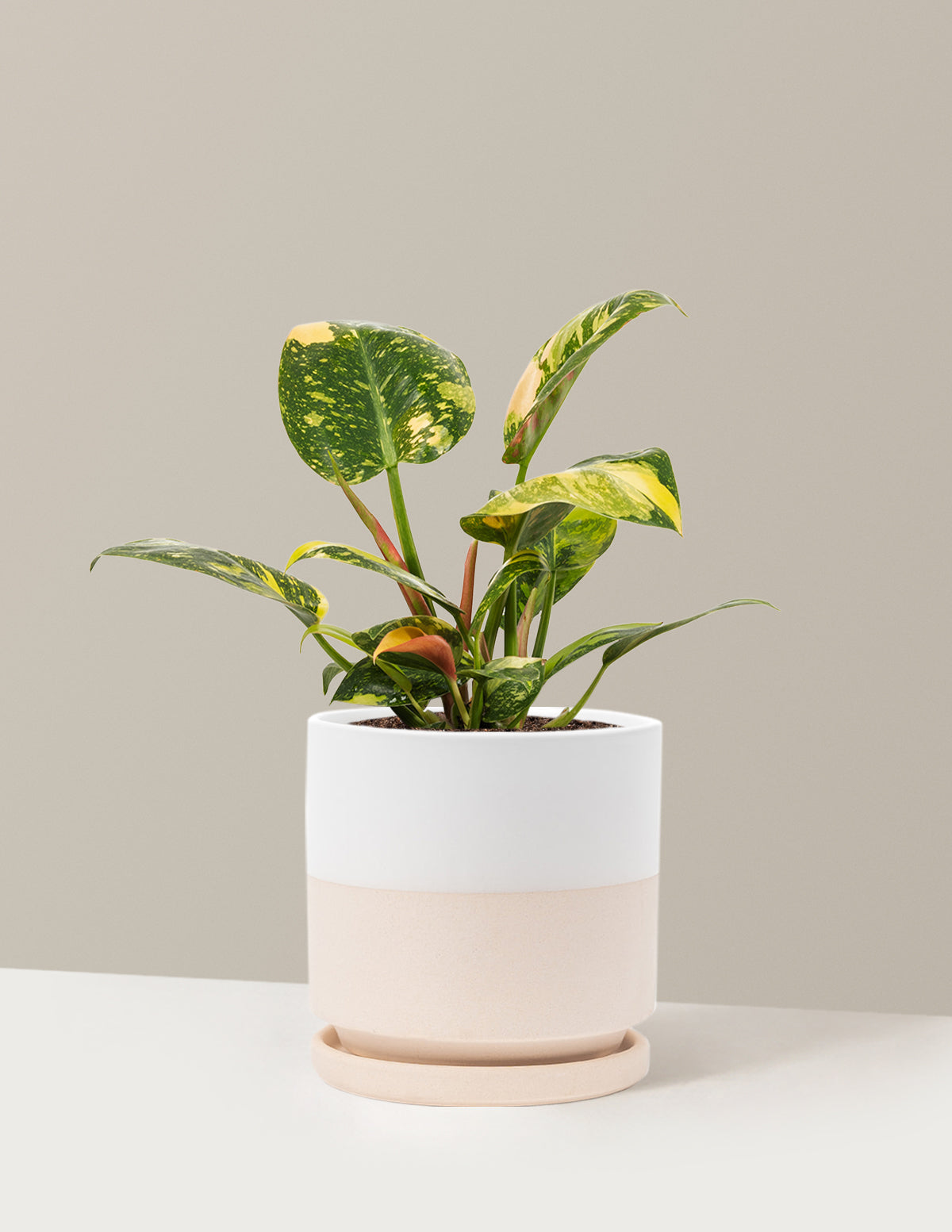 Variegated Philodendron Congo Rojo