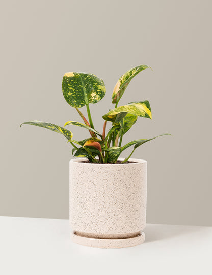 Variegated Philodendron Congo Rojo