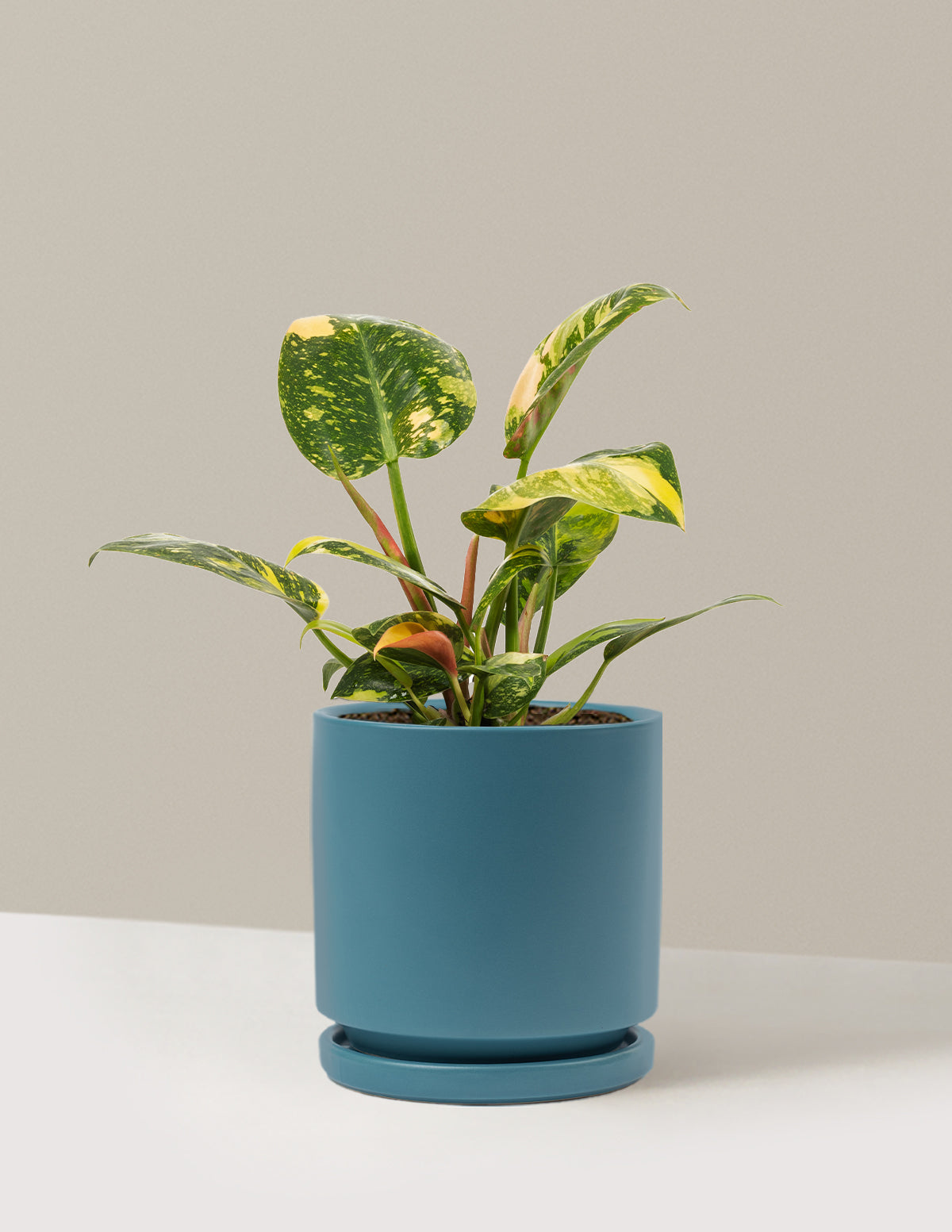 Variegated Philodendron Congo Rojo