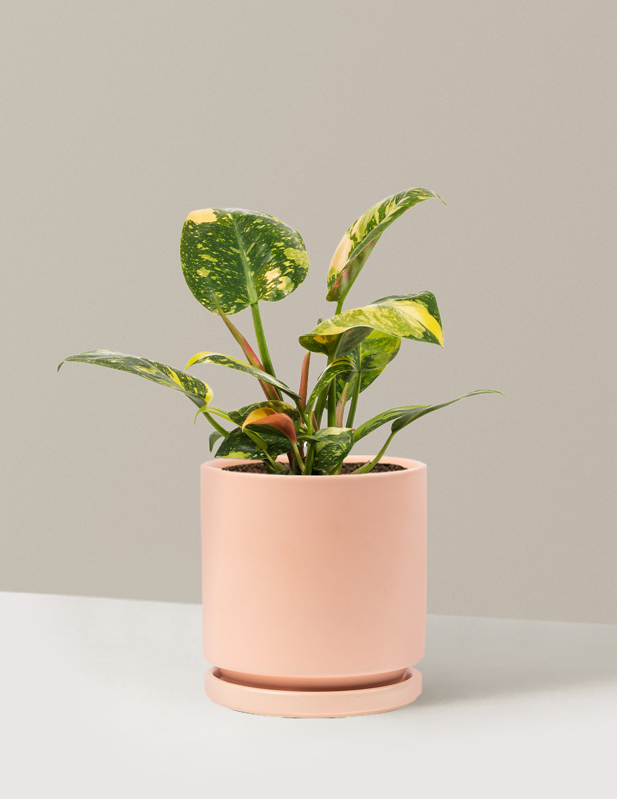 Variegated Philodendron Congo Rojo